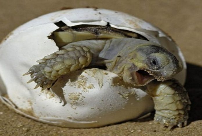 Ovipari Elenco Completo Degli Animali Che Si Riproducono Cos TiPiu